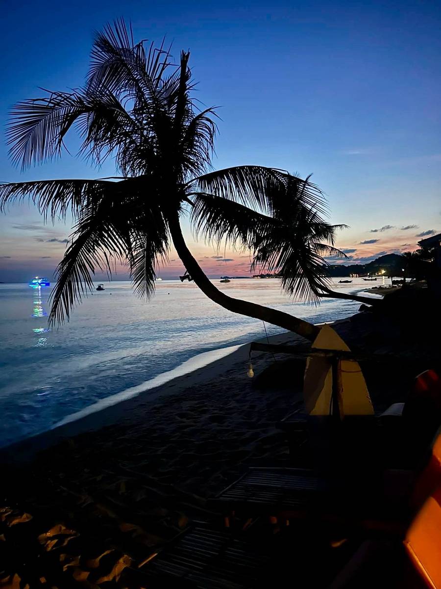 Nature Bar palm tree twilight
